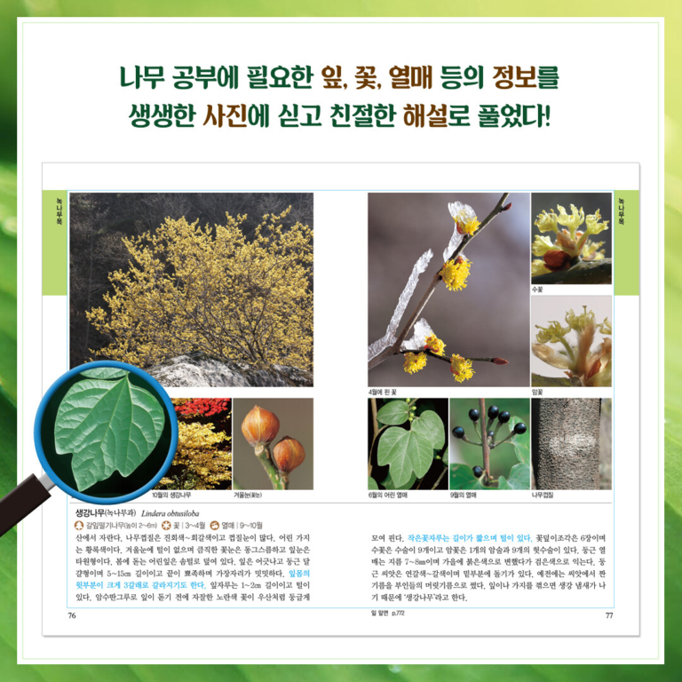 나무 쉽게 찾기 - 전면 개정판