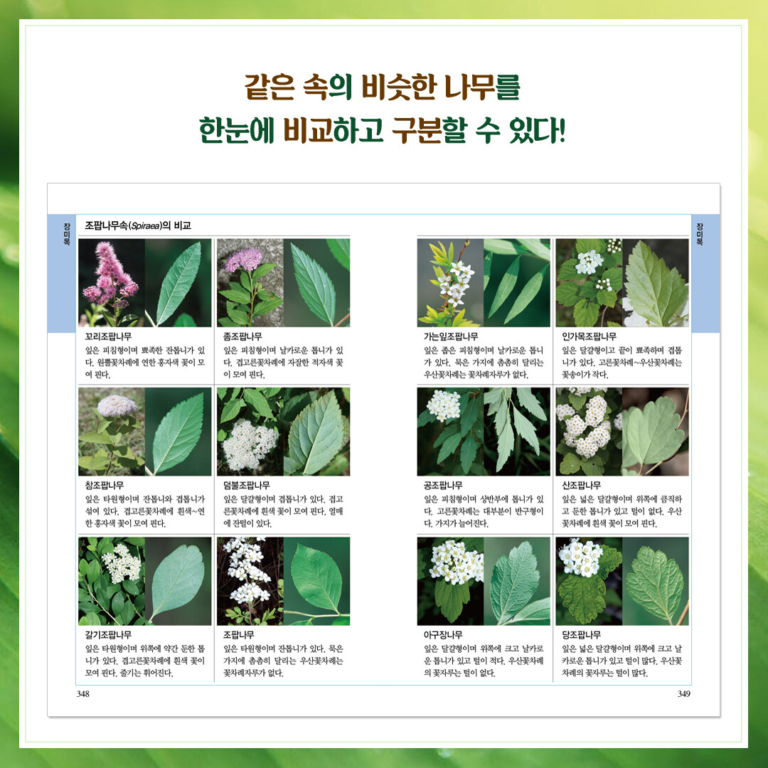 나무 쉽게 찾기 - 전면 개정판