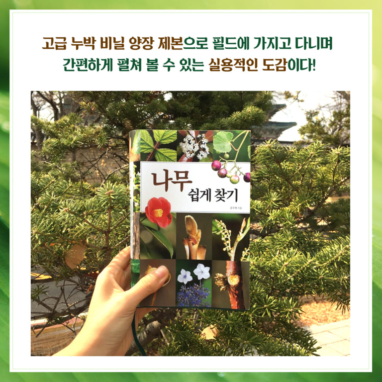 나무 쉽게 찾기 - 전면 개정판